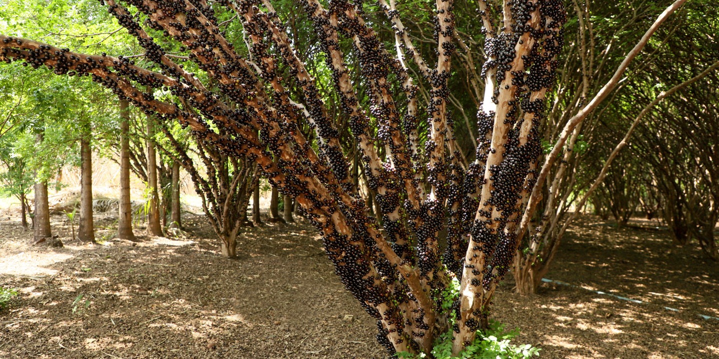 Jabuticaba movimenta Hidrolândia e transforma safra em atração turística no Cerrado