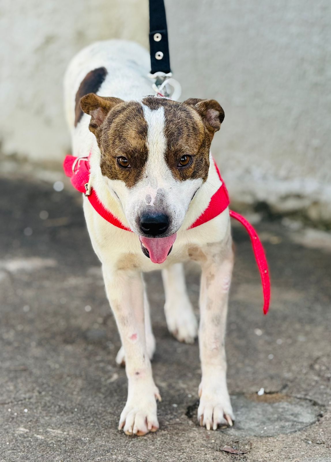 MiauDote reúne mais de 20 pets para adoção neste sábado (22) no Shopping Cerrado