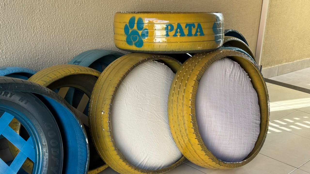 Pneus reciclados se tornam camas para animais em ações de proteção de projeto em Aparecida de Goiânia