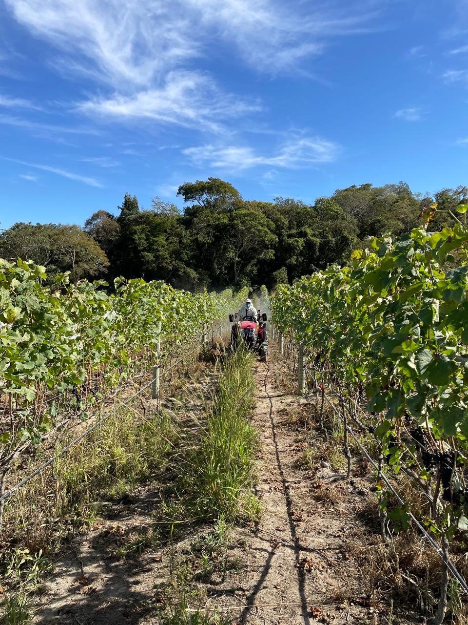 Produção de uva dobra em Goiás e fortalece rota do vinho no Cerrado