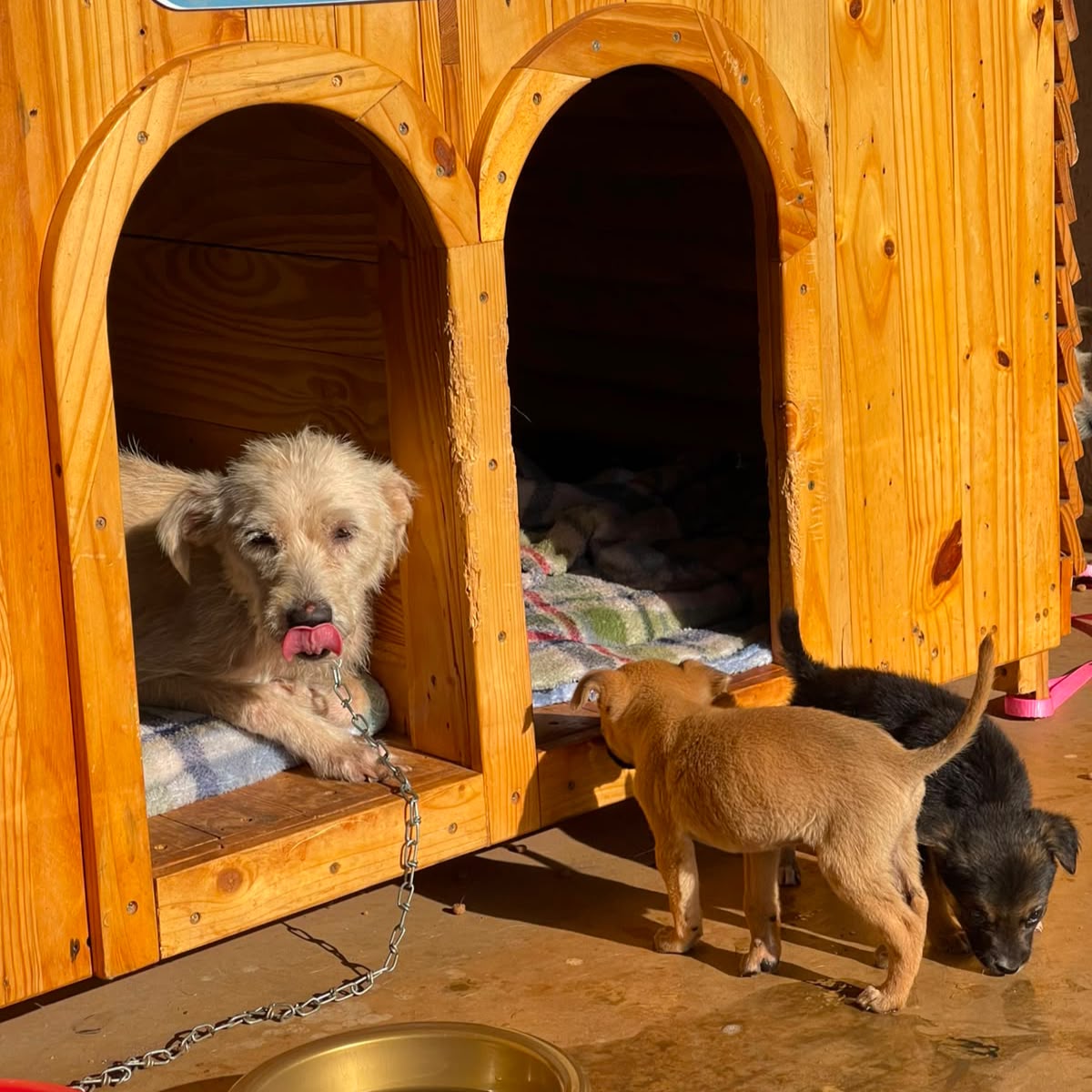 Câmeras registram momento em que seis cães são abandonados na Prefeitura de Aparecida