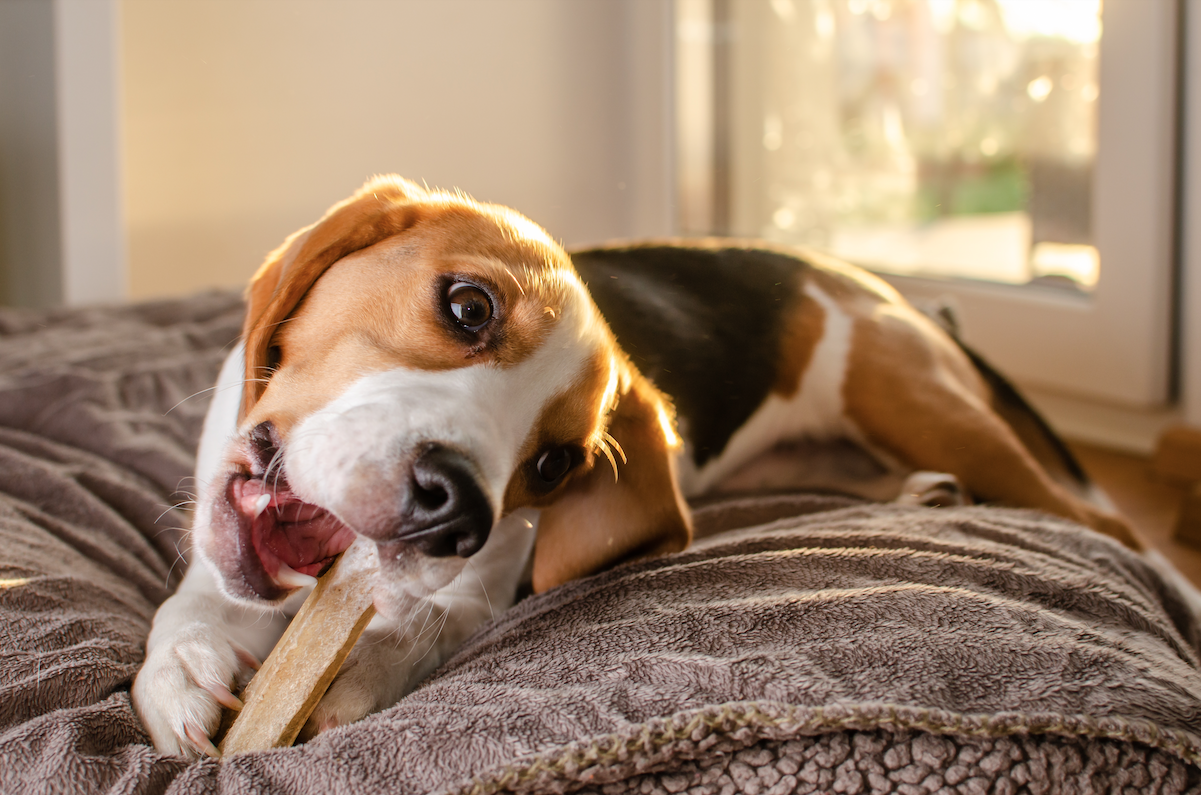 Você dá esse “osso” ao seu cachorro? Petisco pode causar obstrução