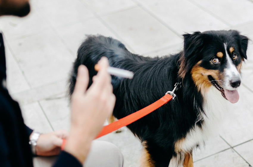 Pets de fumantes têm mais risco de câncer, doenças respiratórias e intoxicação; especialistas alertam para fumo passivo