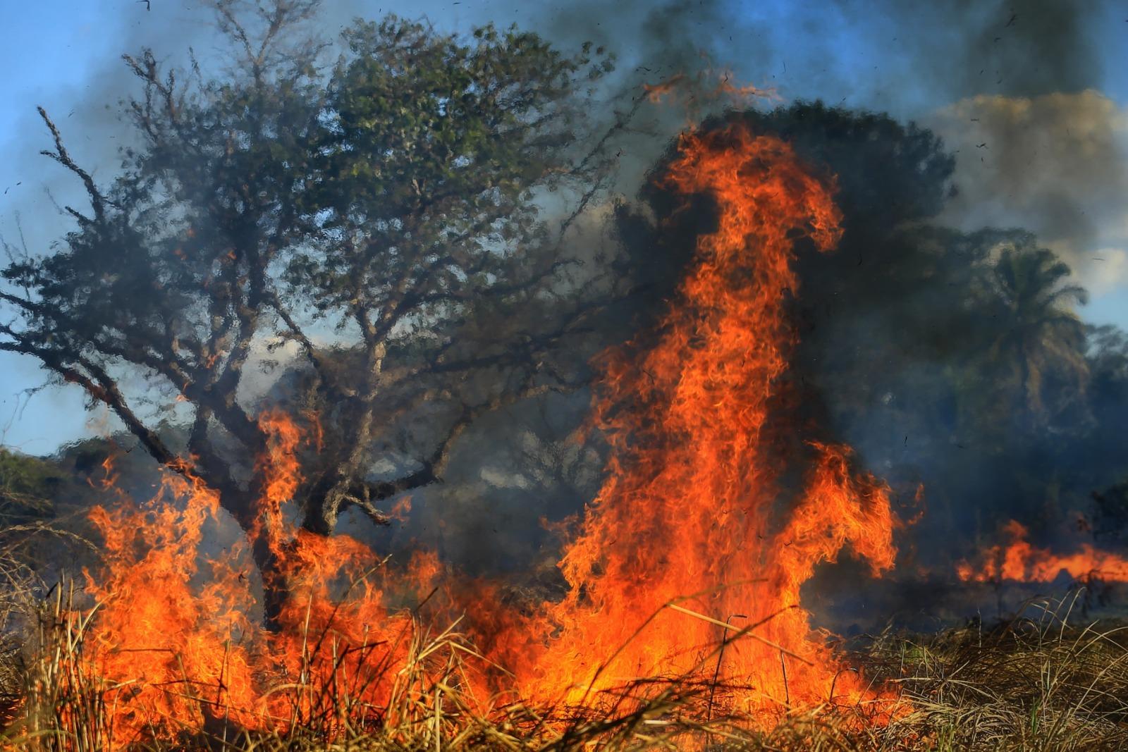 Equipes combatem cinco focos de incêndio em vegetação nas BRs 060 e 452