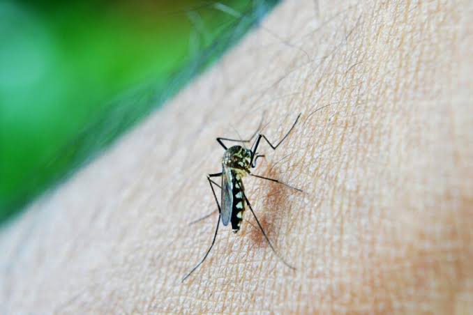 Prefeitura de Goiânia instala armadilhas para ampliar combate ao Aedes aegypti em meio a alta de casos
