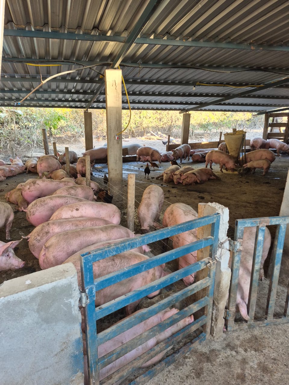 Agrodefesa interdita abate clandestino de suínos em Rialma, Goiás