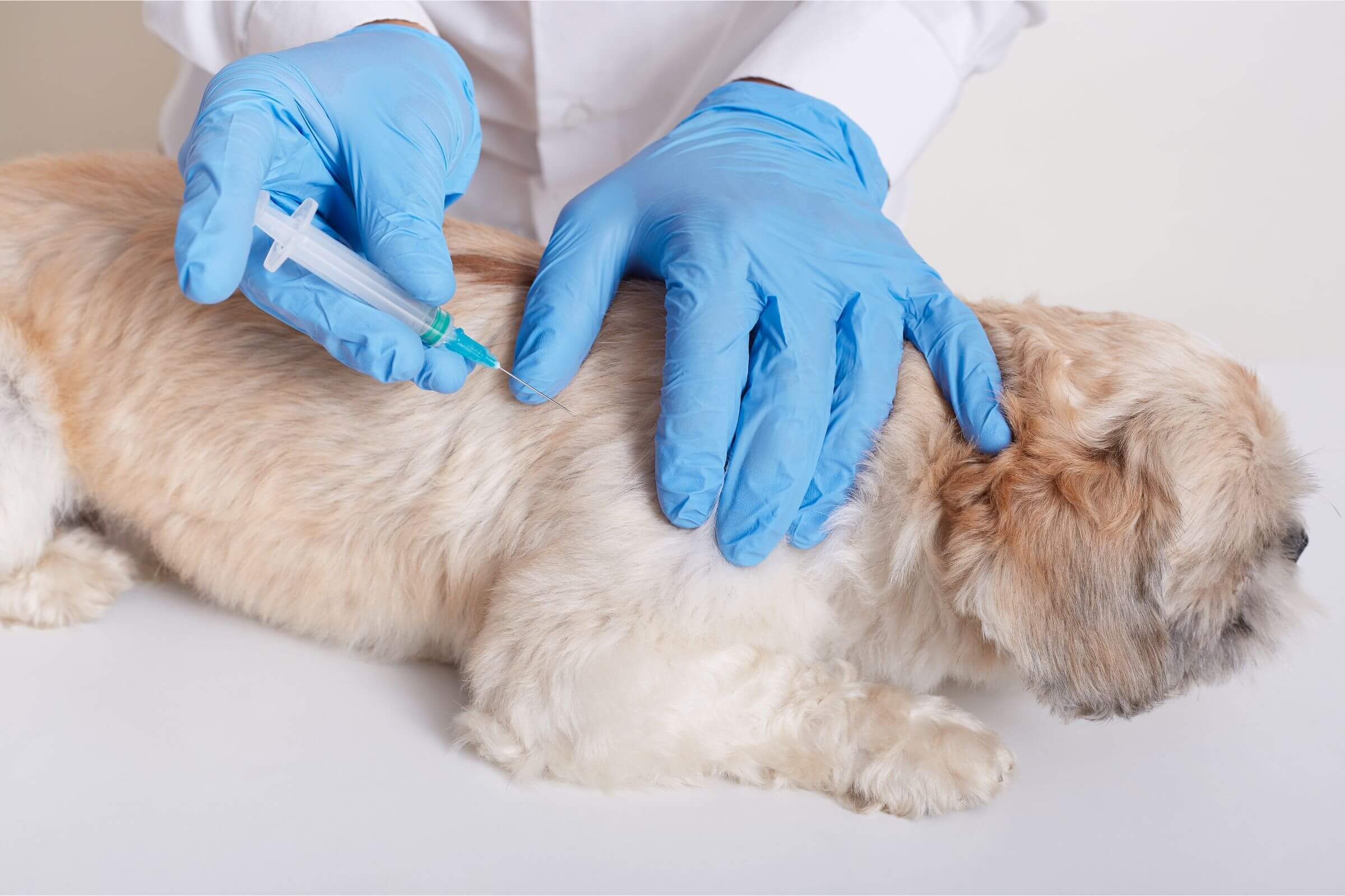 Alerta perto de Goiás: caso de raiva canina é registrado após mais de 20 anos