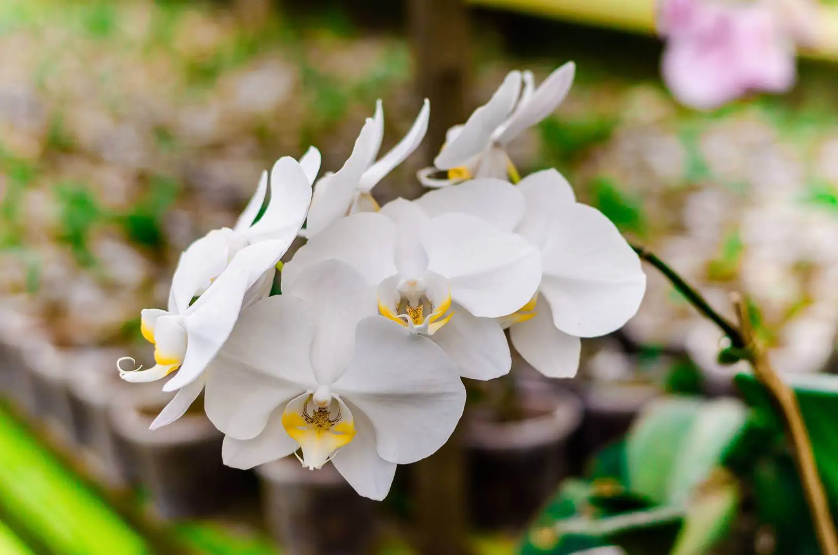 Exposição de orquídeas troca alimentos por mudas em Aparecida de Goiânia