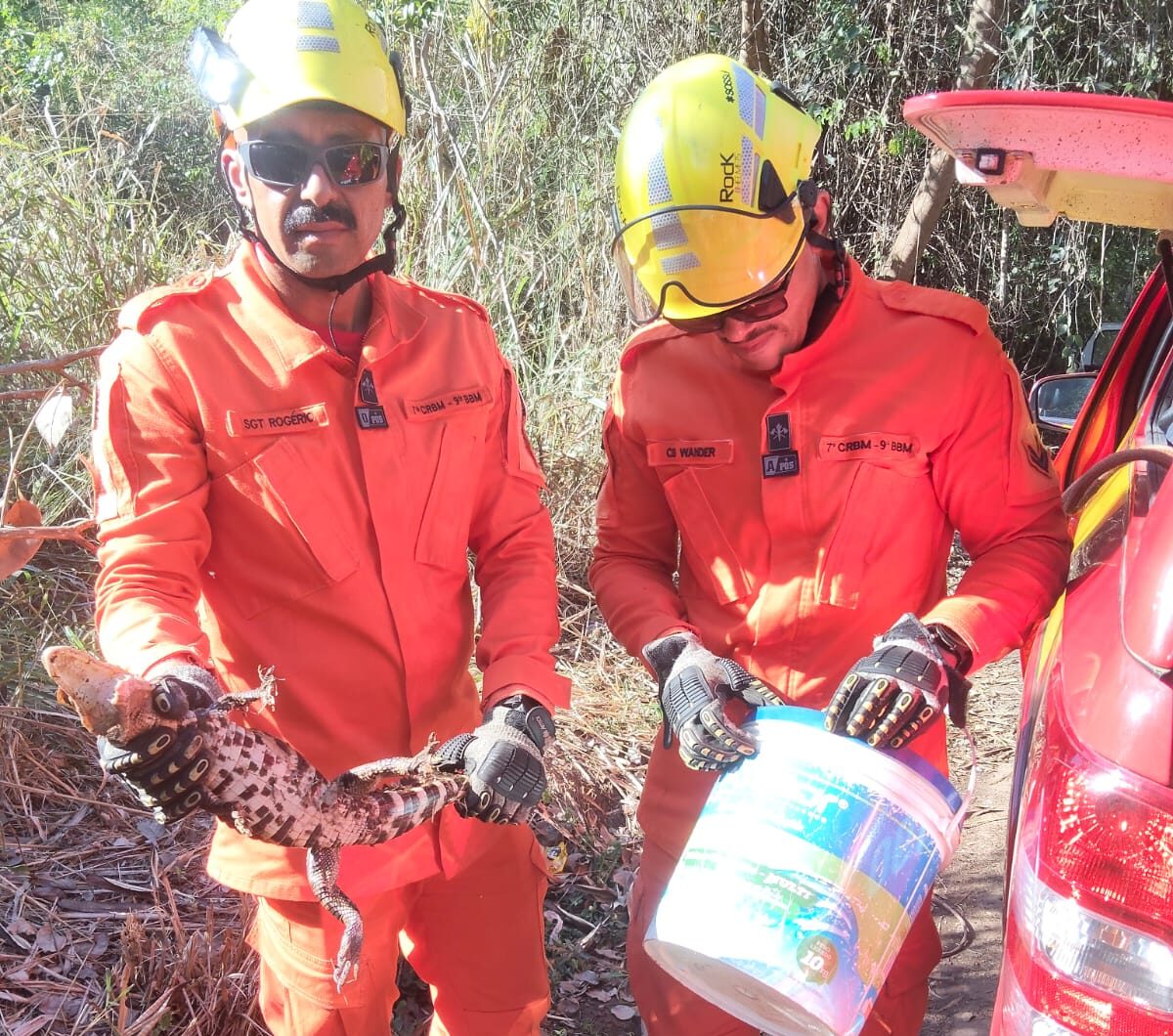Bombeiros resgata filhote de jacaré em Caldas Novas - CBM-GO