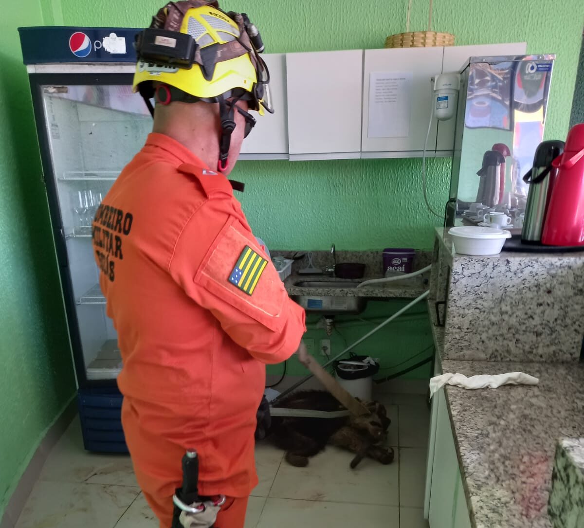 Bombeiros tamanduá-bandeira