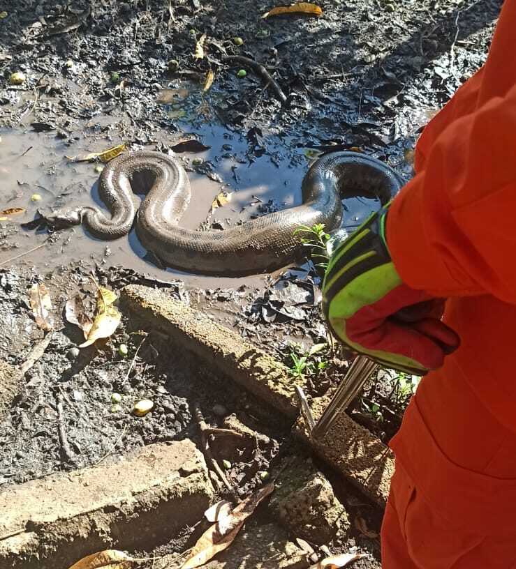 Sucuri de 3,5 metros é capturada em quintal de residência em Itumbiara