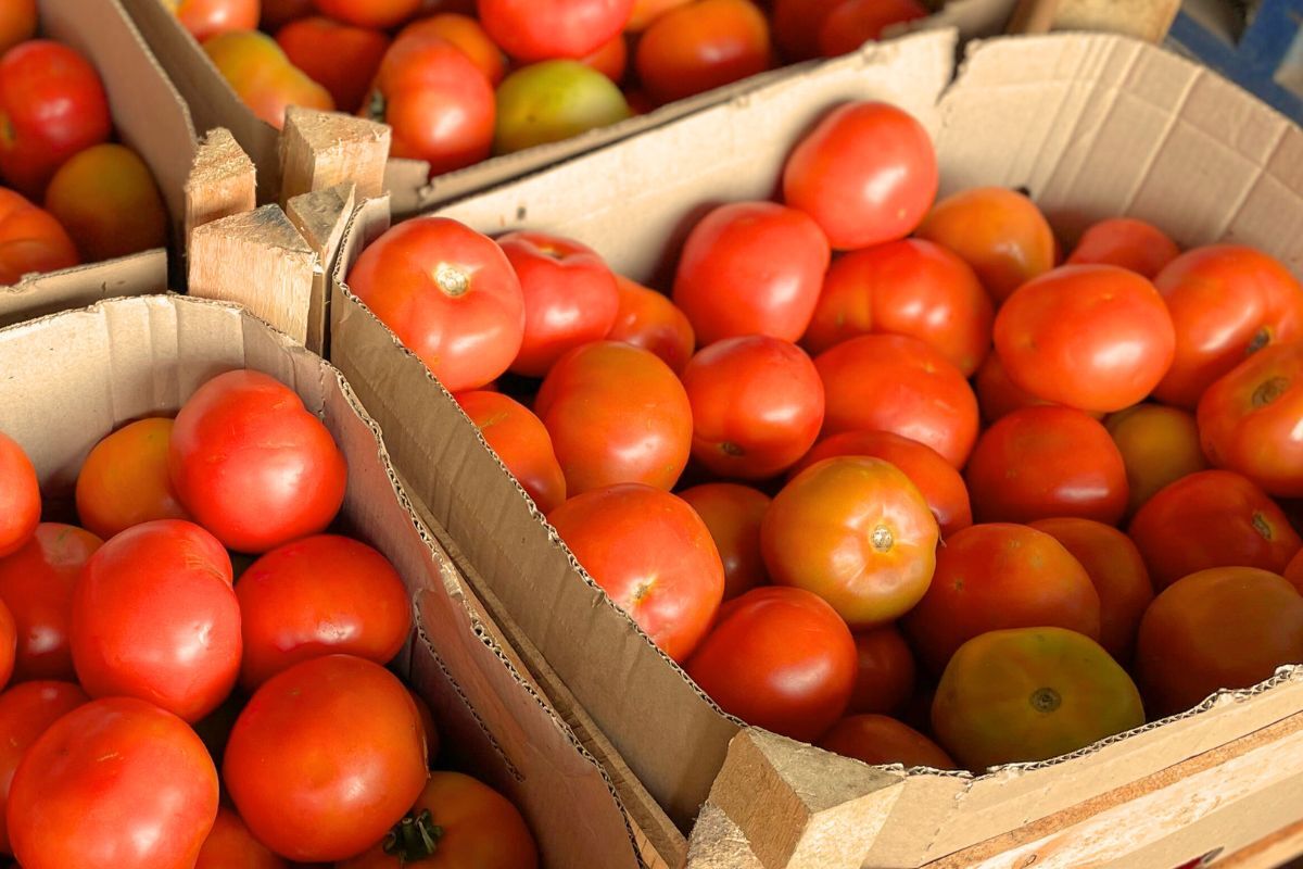 Tomate caro? Saiba como economizar na hora da compra e evitar desperdício em casa