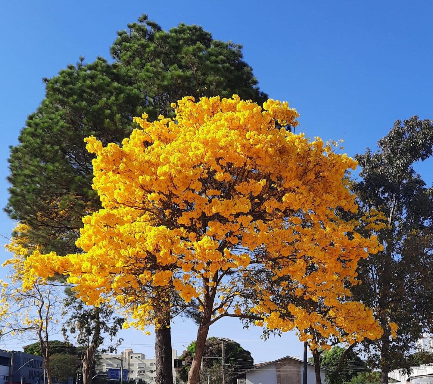 Catalão fica entre 10 cidades selecionadas no Brasil para receber até R$ 2 milhões para arborização
