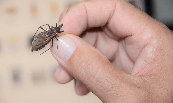 Goiás registra aumento de barbeiros encontrados e de diagnósticos de doença de Chagas