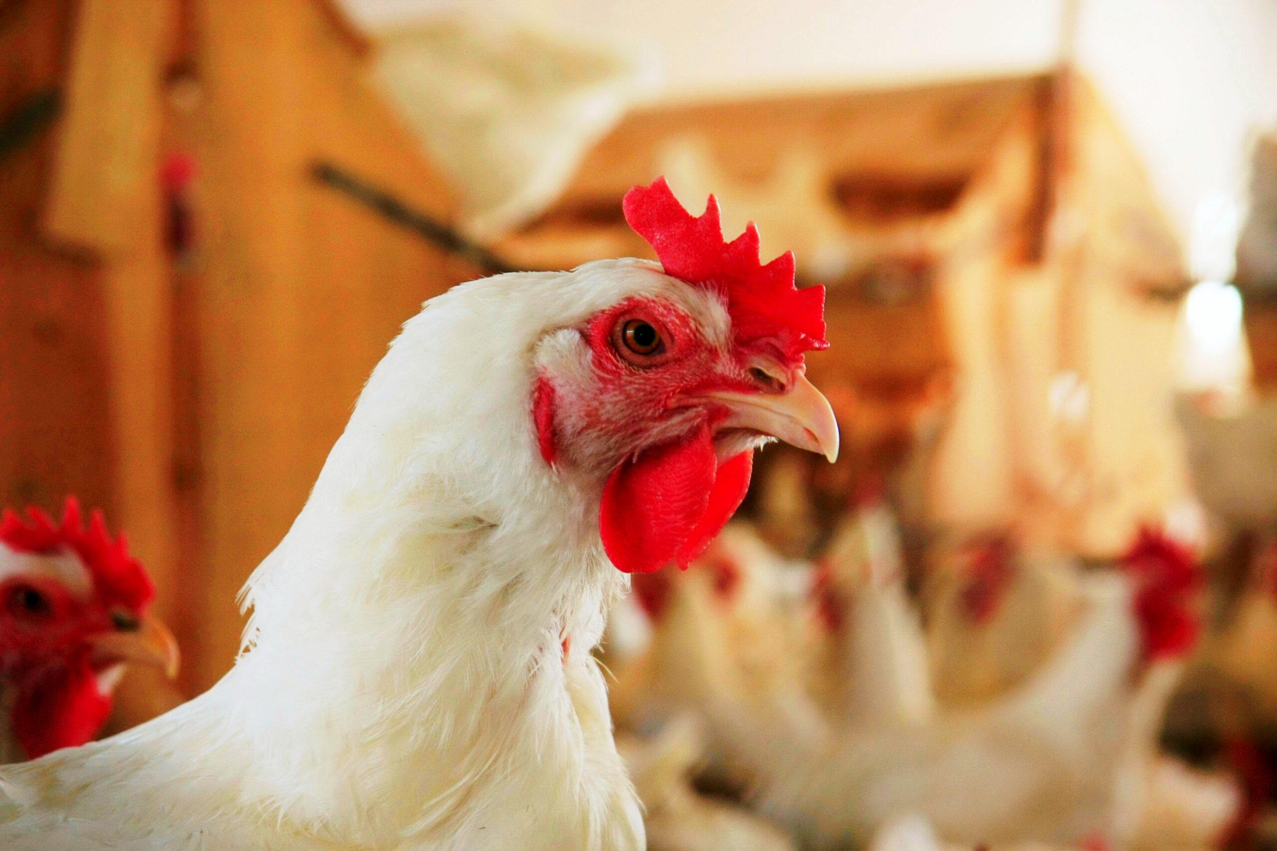 México suspende importação de frango do Brasil após foco de doença