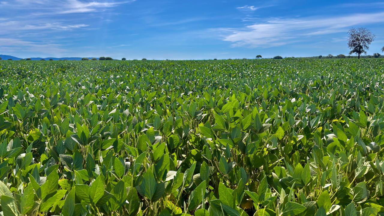 Goiás produz 37,3 milhões de toneladas de grãos e responde por 10,6% da safra nacional