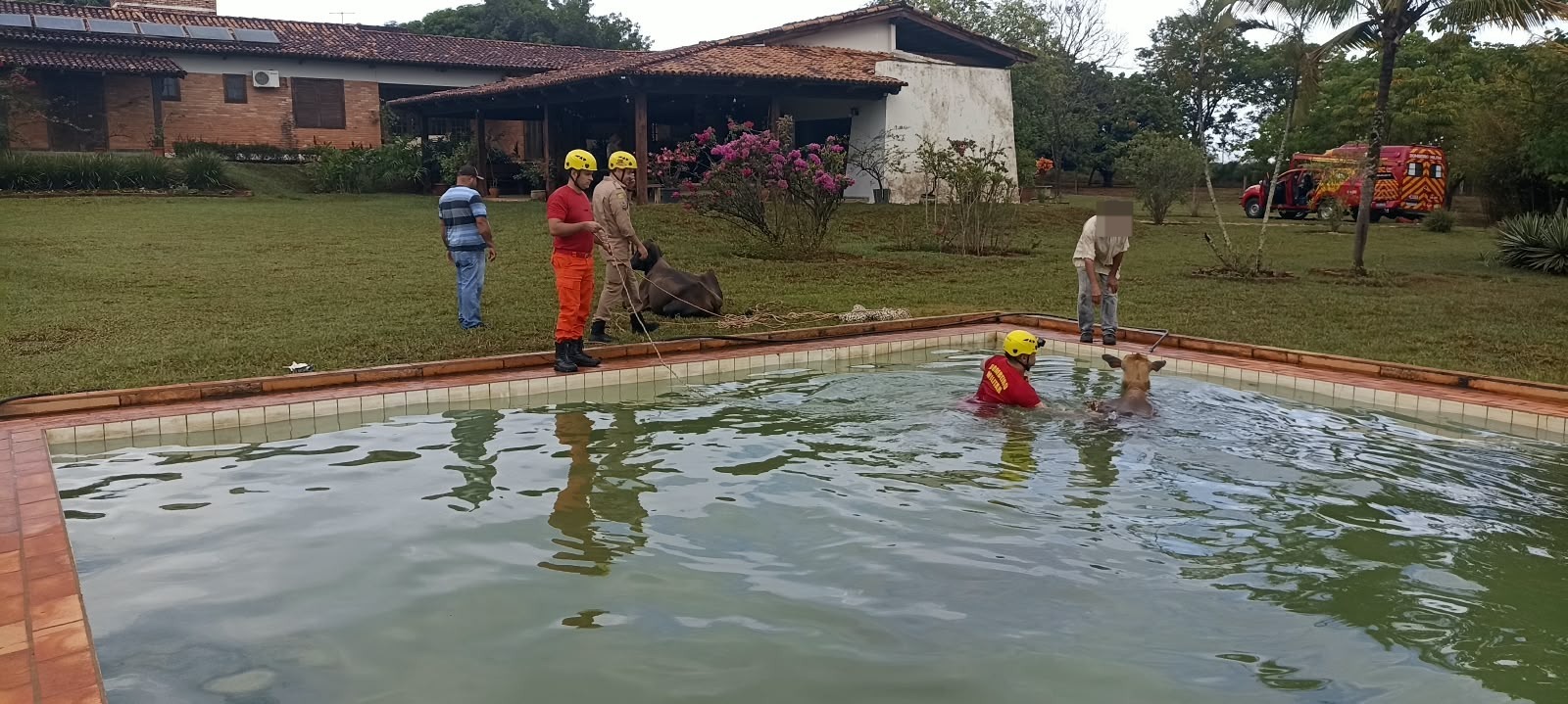 Bombeiros resgatam dois bovinos que caíram em piscina em Morrinhos