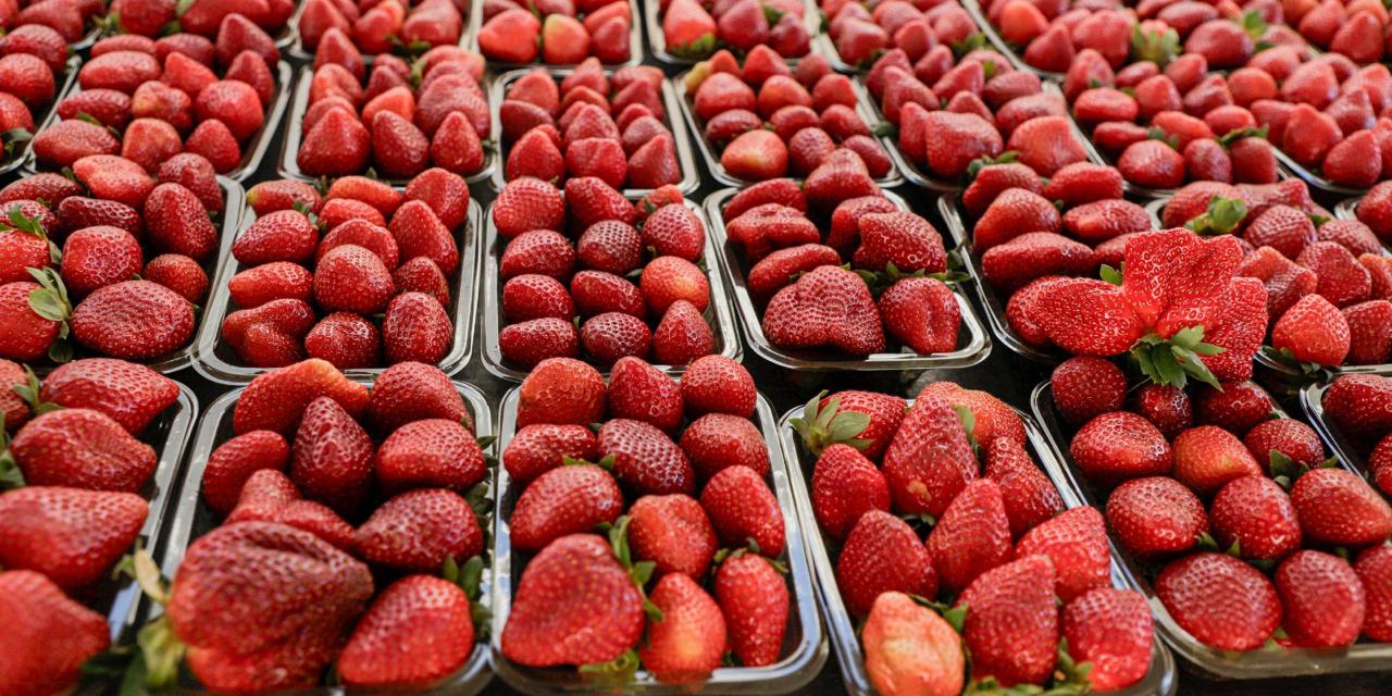 Cultivo de morango vira negócio familiar e sustenta quatro famílias em Águas Lindas de Goiás