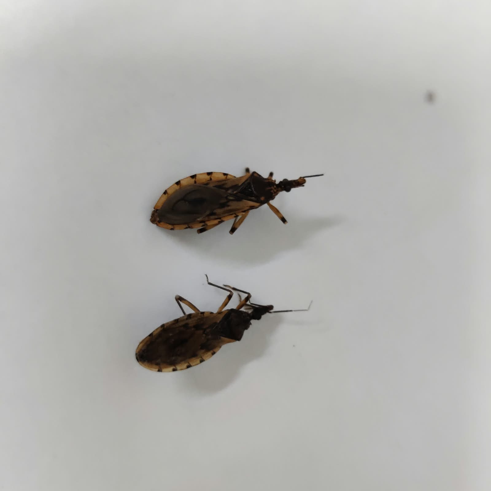 Prefeitura de Goiânia alerta para presença de barbeiros e orienta população sobre prevenção à doença de Chagas
