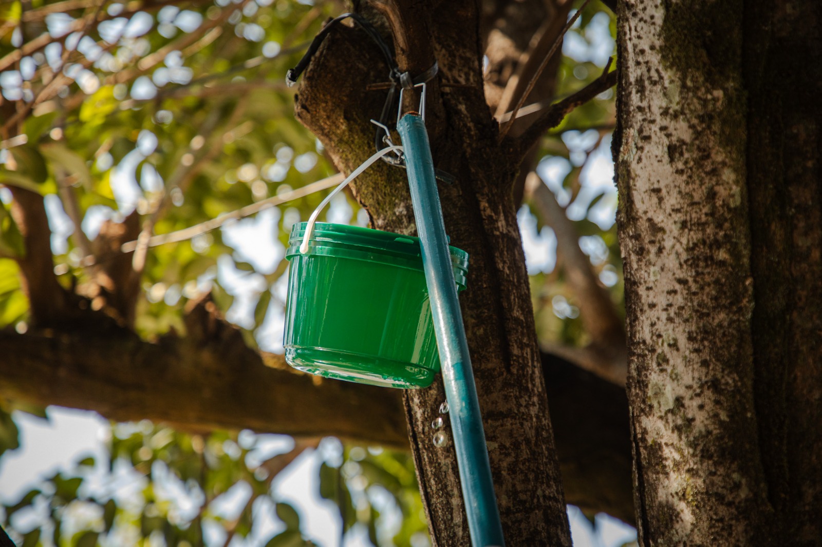 Prefeitura de Anápolis alerta sobre baldinhos verdes instalados em árvores pela cidade - Divulgação