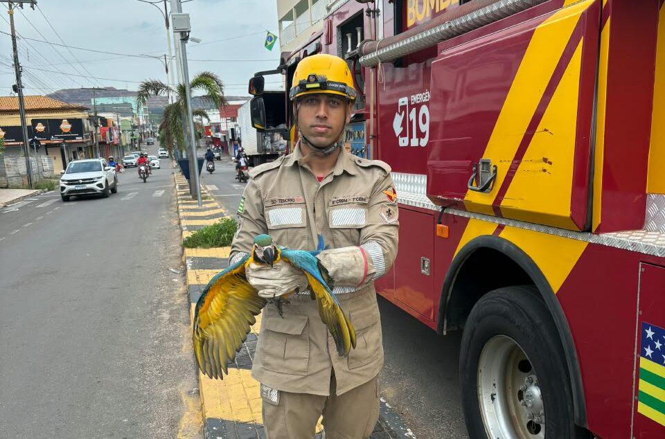 Bombeiros resgatam filhote de arara-canindé preso em fiação em Minaçu