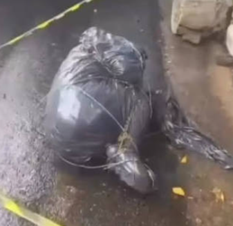 Serial killer em SP? Cinco corpos em sacos deixam polícia em alerta