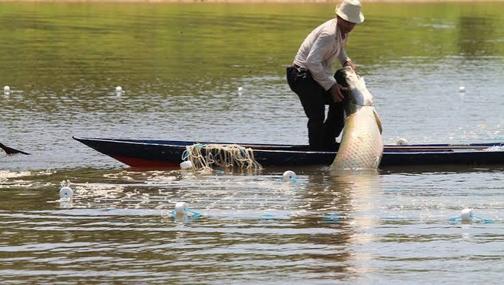 Piracema começa em 1º de novembro em Goiás e restringe pesca em três bacias